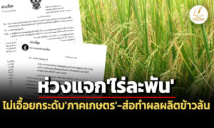 ‘สศช.’เตือนแจกเงิน’ชาวนา’ไร่ละ-1-พันบาท-ไม่เอื้อยกระดับแข่งขันฯ-ส่อทำผลผลิต’ข้าว’ล้นตลาด