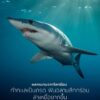 ฉลาม-นักล่าชั้นยอดที่อยู่มานานกว่า-400-ล้านปี-อาจต้องเผชิญคว