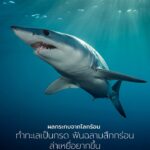 ฉลาม-นักล่าชั้นยอดที่อยู่มานานกว่า-400-ล้านปี-อาจต้องเผชิญคว