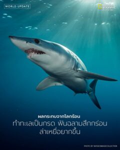 ฉลาม-นักล่าชั้นยอดที่อยู่มานานกว่า-400-ล้านปี-อาจต้องเผชิญคว