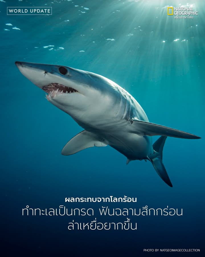 ฉลาม-นักล่าชั้นยอดที่อยู่มานานกว่า-400-ล้านปี-อาจต้องเผชิญคว