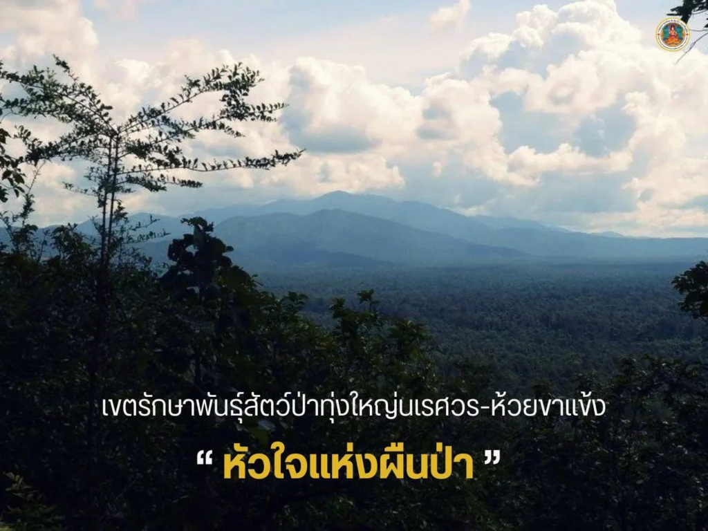 ️เขตรักษาพันธุ์สัตว์ป่าทุ่งใหญ่นเรศวร-ห้วยขาแข้ง-หัวใจแห่งผ