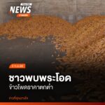 เกษตรกรผู้ปลูกข้าวโพดในอำเภอพบพระ-จังหวัดตาก-กำลังเผชิญวิกฤต