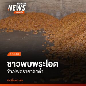 เกษตรกรผู้ปลูกข้าวโพดในอำเภอพบพระ-จังหวัดตาก-กำลังเผชิญวิกฤต