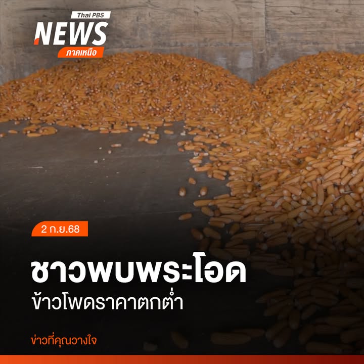 เกษตรกรผู้ปลูกข้าวโพดในอำเภอพบพระ-จังหวัดตาก-กำลังเผชิญวิกฤต