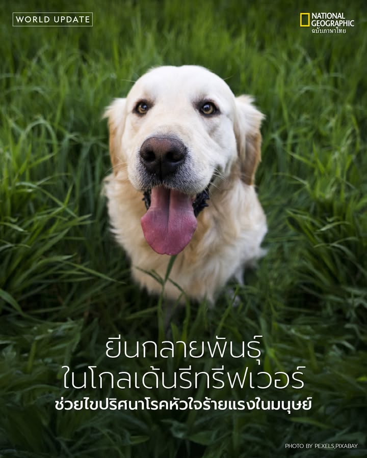 สุนัขที่ขึ้นชื่อว่าเป็น-เพื่อนที่ดีที่สุดของมนุษย์-กำลังมี