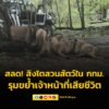 สลด-สิงโต-สวนสัตว์ใน-กรุงเทพมหานคร-รุมขย้ำเจ้าหน้าที่จนเสียชีวิต-อ่า-|-2025-09-10-06:30:00