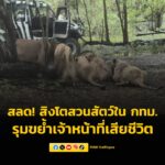 สลด-สิงโต-สวนสัตว์ใน-กรุงเทพมหานคร-รุมขย้ำเจ้าหน้าที่จนเสียชีวิต-อ่า-|-2025-09-10-06:30:00
