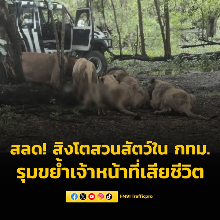 สลด-สิงโต-สวนสัตว์ใน-กรุงเทพมหานคร-รุมขย้ำเจ้าหน้าที่จนเสียชีวิต-อ่า-|-2025-09-10-06:30:00