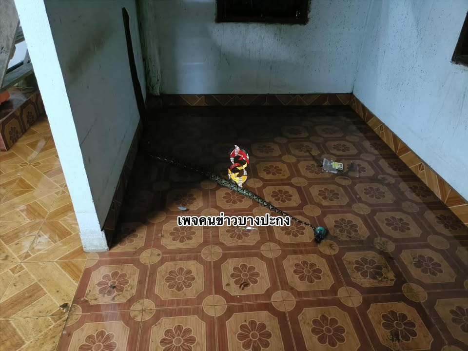 สายไฟลายแปลก-เมื่อเช้าจะลากสายไฟไปเสียบกับพัดลม-แต่พอจะเสีย-|-2025-09-11-02:30:00