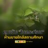 “ยุติธรรม-สธ.”-่รวมลงนามในประกาศ-คุมเข้มห้ามขาย-“ใบกระท่อม”-|-2025-09-11-07:46:00