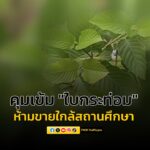 “ยุติธรรม-สธ.”-่รวมลงนามในประกาศ-คุมเข้มห้ามขาย-“ใบกระท่อม”-|-2025-09-11-07:46:00