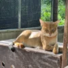 เสือกระต่าย-หรือแมวป่า-(jungle-cat)-มีรูปร่างคล้ายแมวบ้าน-แ