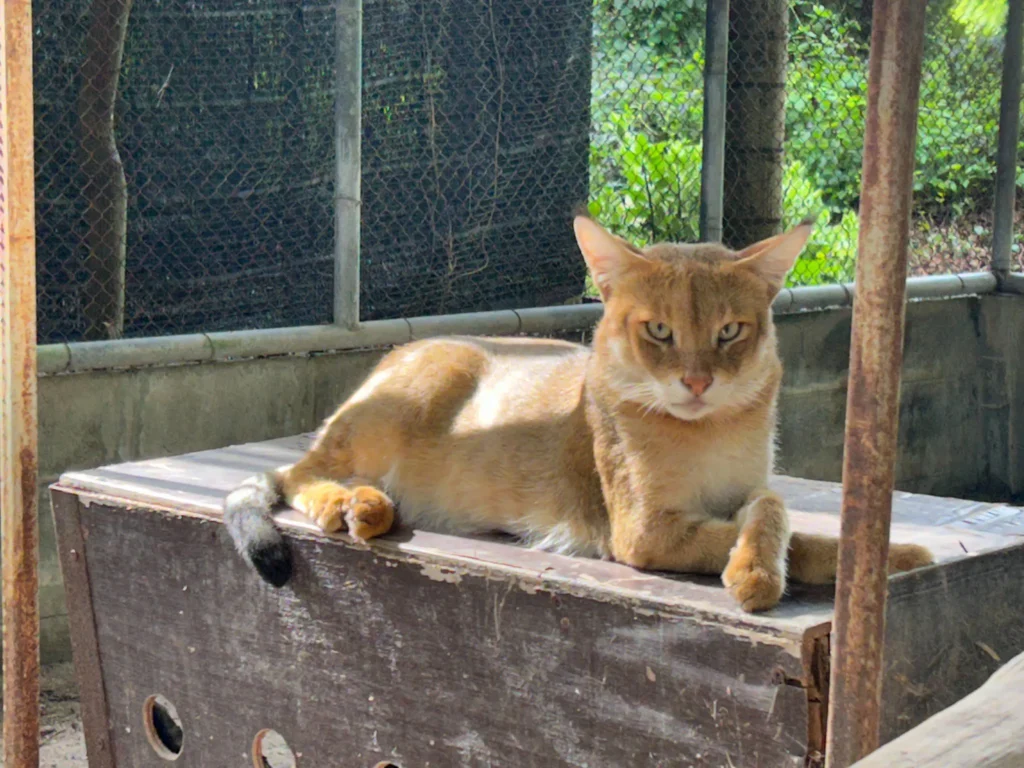 เสือกระต่าย-หรือแมวป่า-(jungle-cat)-มีรูปร่างคล้ายแมวบ้าน-แ