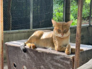 เสือกระต่าย-หรือแมวป่า-(jungle-cat)-มีรูปร่างคล้ายแมวบ้าน-แ