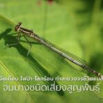 แมลงปอเป็นสัตว์ที่มีประวัติยาวนานกว่า-300-ล้านปี-พวกมันรอดพ้