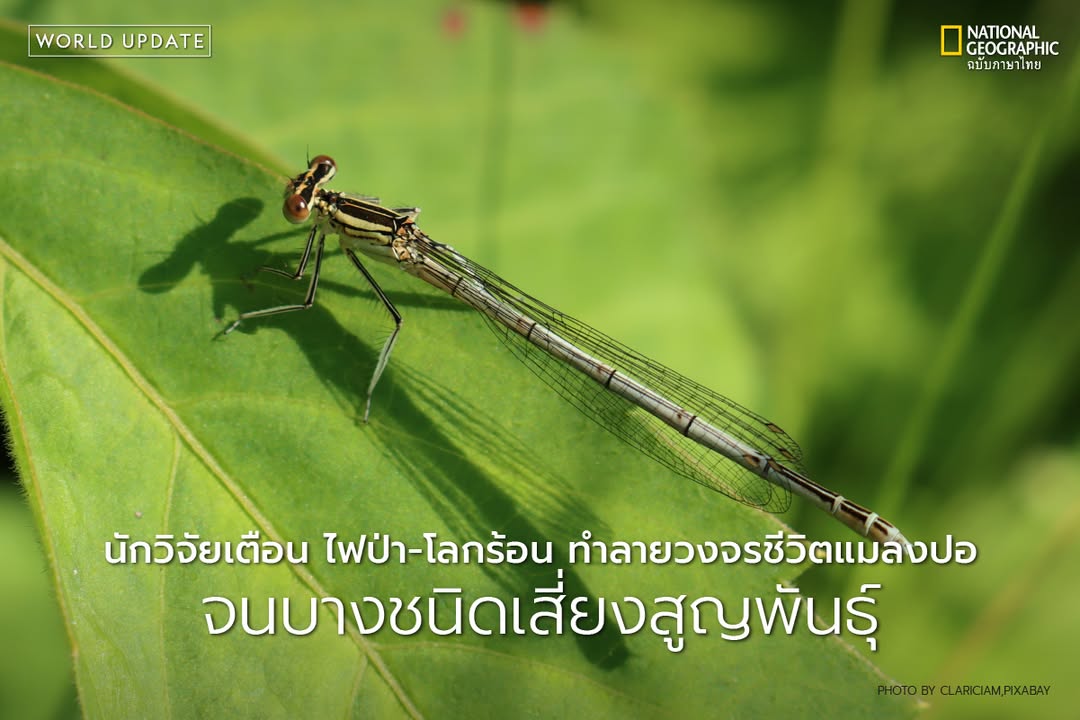 แมลงปอเป็นสัตว์ที่มีประวัติยาวนานกว่า-300-ล้านปี-พวกมันรอดพ้