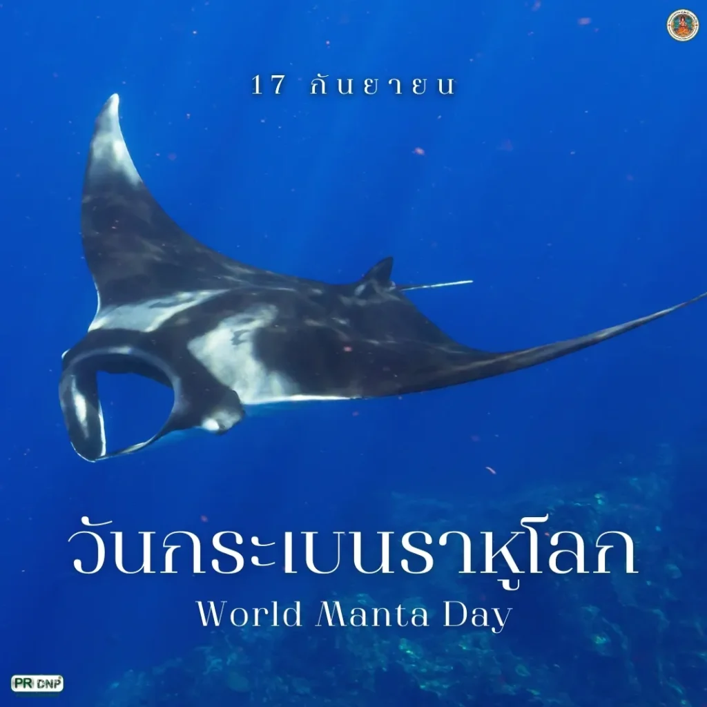 17-กันยายน-“วันกระเบนราหูโลก”-เพื่อสร้างความตระหนักถึงการอนุ