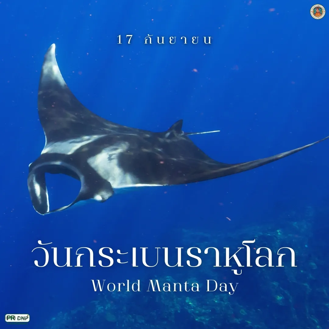 17-กันยายน-“วันกระเบนราหูโลก”-เพื่อสร้างความตระหนักถึงการอนุ