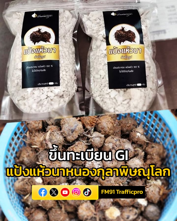 ประกาศขึ้นทะเบียน-gi-แป้งแห้วนาหนองกุลาพิษณุโลก-แป้งคุณภาพ-|-2025-09-18-16:03:00