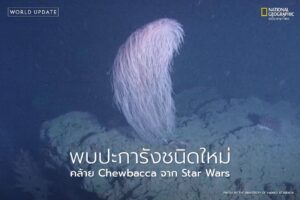 นักชีววิทยาทางทะเลได้ค้นพบปะการังสายพันธุ์ใหม่ในมหาสมุทรแปซิ