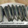 ปลาหลังเขียวดองซีอิ๊ว-จ.สุราษฎร์ธาณี-ข่าวใต้แลได้ที่เรา-#th