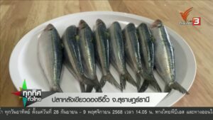 ปลาหลังเขียวดองซีอิ๊ว-จ.สุราษฎร์ธาณี-ข่าวใต้แลได้ที่เรา-#th