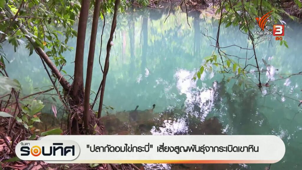 “ปลากัดอมไข่กระบี่”-เสี่ยงสูญพันธุ์จากระบิดเขาหิน-ข่าวใต้แล