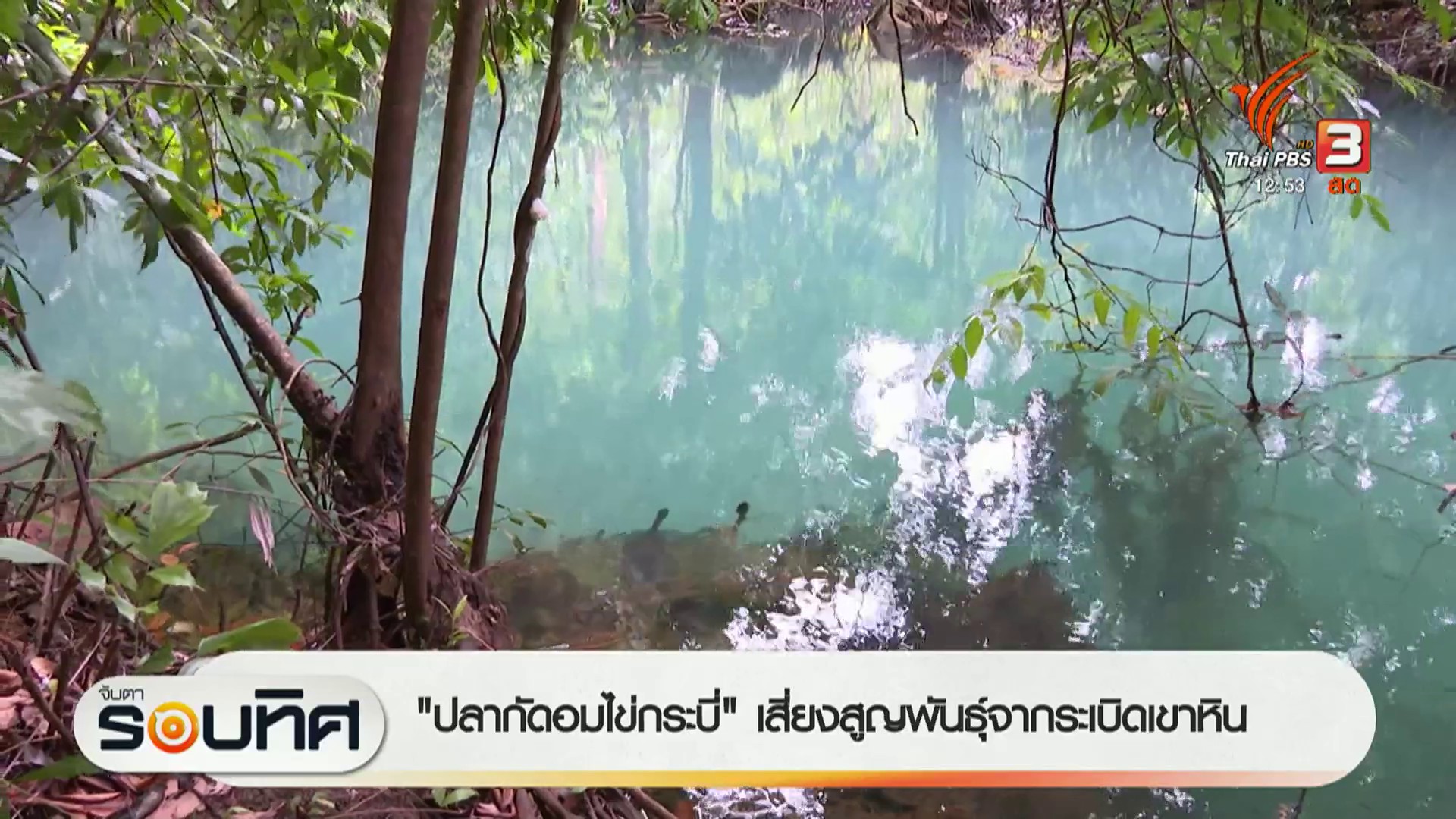 “ปลากัดอมไข่กระบี่”-เสี่ยงสูญพันธุ์จากระบิดเขาหิน-ข่าวใต้แล