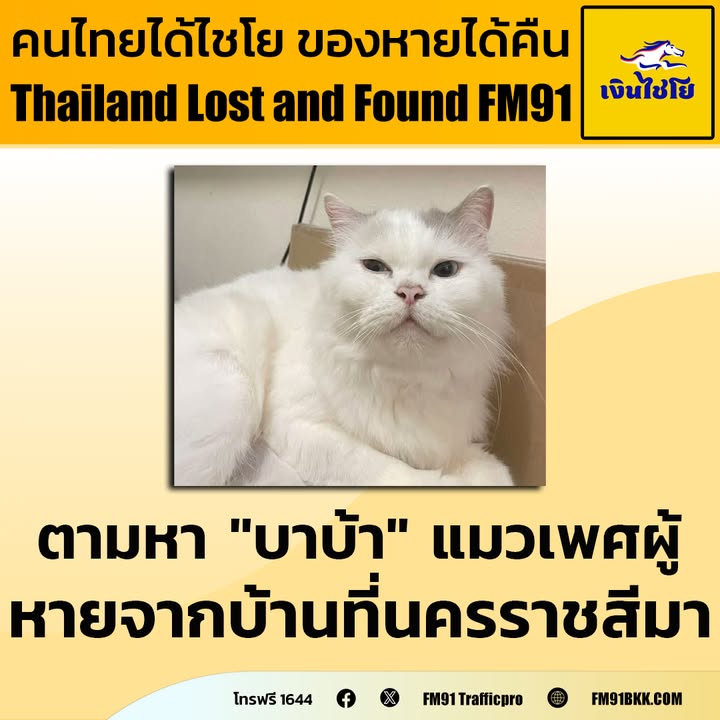 คุณท็อป-แมวเปอร์เซีย-ชื่อบาบ้า-เพศผู้-ตัวสีขาว-ขนยาว-หูสีเทา-|-2025-09-27-03:08:00