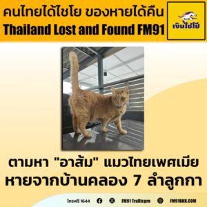 คุณธนากร-ตามหาแมวหายครับ-ชื่ออาส้ม-เพศเมีย-สีส้มตัวอ้วน-พุงย-|-2025-09-28-04:18:00