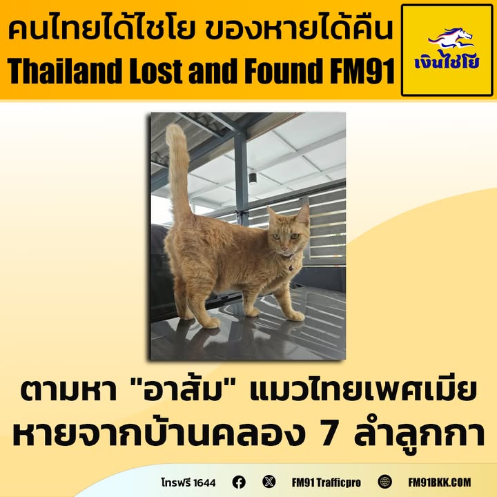 คุณธนากร-ตามหาแมวหายครับ-ชื่ออาส้ม-เพศเมีย-สีส้มตัวอ้วน-พุงย-|-2025-09-28-04:18:00