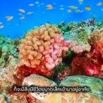 ️-ตอบทุกคำถาม-ทันทุกภารกิจ-คลายข้อสงสัยให้ประชาชน-ทะเล-️
