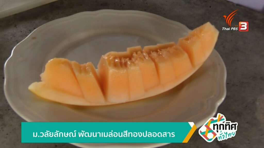 ม.วลัยลักษณ์-พัฒนาเมล่อนสีทองปลอดสารข่าวใต้แลได้ที่เรา-#tha