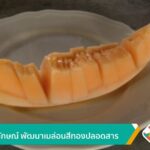 ม.วลัยลักษณ์-พัฒนาเมล่อนสีทองปลอดสารข่าวใต้แลได้ที่เรา-#tha