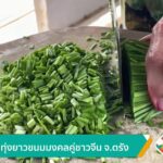 กุยช่ายทุ่งยาว-ขนมมงคลคู่ชาวจีน-จ.ตรัง-ข่าวใต้แลได้ที่เรา-#