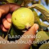มะเร็งตับเป็นหนึ่งในโรคร้ายที่คร่าชีวิตผู้คนมากที่สุดในโลก-แ