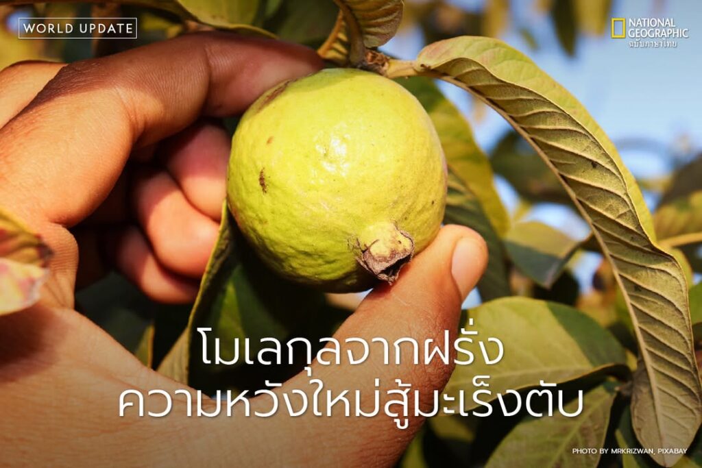 มะเร็งตับเป็นหนึ่งในโรคร้ายที่คร่าชีวิตผู้คนมากที่สุดในโลก-แ