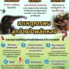 สร้างความเข้าใจ-สาเหตุการพบลูกช้างป่าพลัดหลง-เกิดจากอะไร-โ