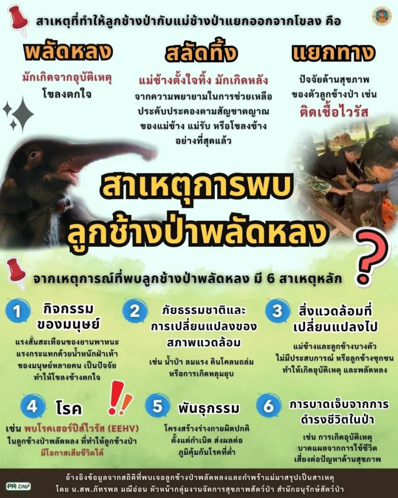 สร้างความเข้าใจ-สาเหตุการพบลูกช้างป่าพลัดหลง-เกิดจากอะไร-โ