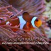 ในโลกใต้ทะเล-ปลาการ์ตูนและดอกไม้ทะเลเป็นคู่ชีวิตที่พึ่งพากัน