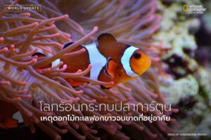ในโลกใต้ทะเล-ปลาการ์ตูนและดอกไม้ทะเลเป็นคู่ชีวิตที่พึ่งพากัน