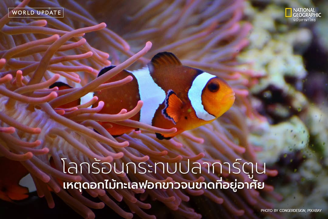 ในโลกใต้ทะเล-ปลาการ์ตูนและดอกไม้ทะเลเป็นคู่ชีวิตที่พึ่งพากัน