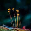 เห็ดร่มสีส้ม-(orange-pinwheel-marasmius)-มีขนาดดอกเห็ดเล็ก-พ