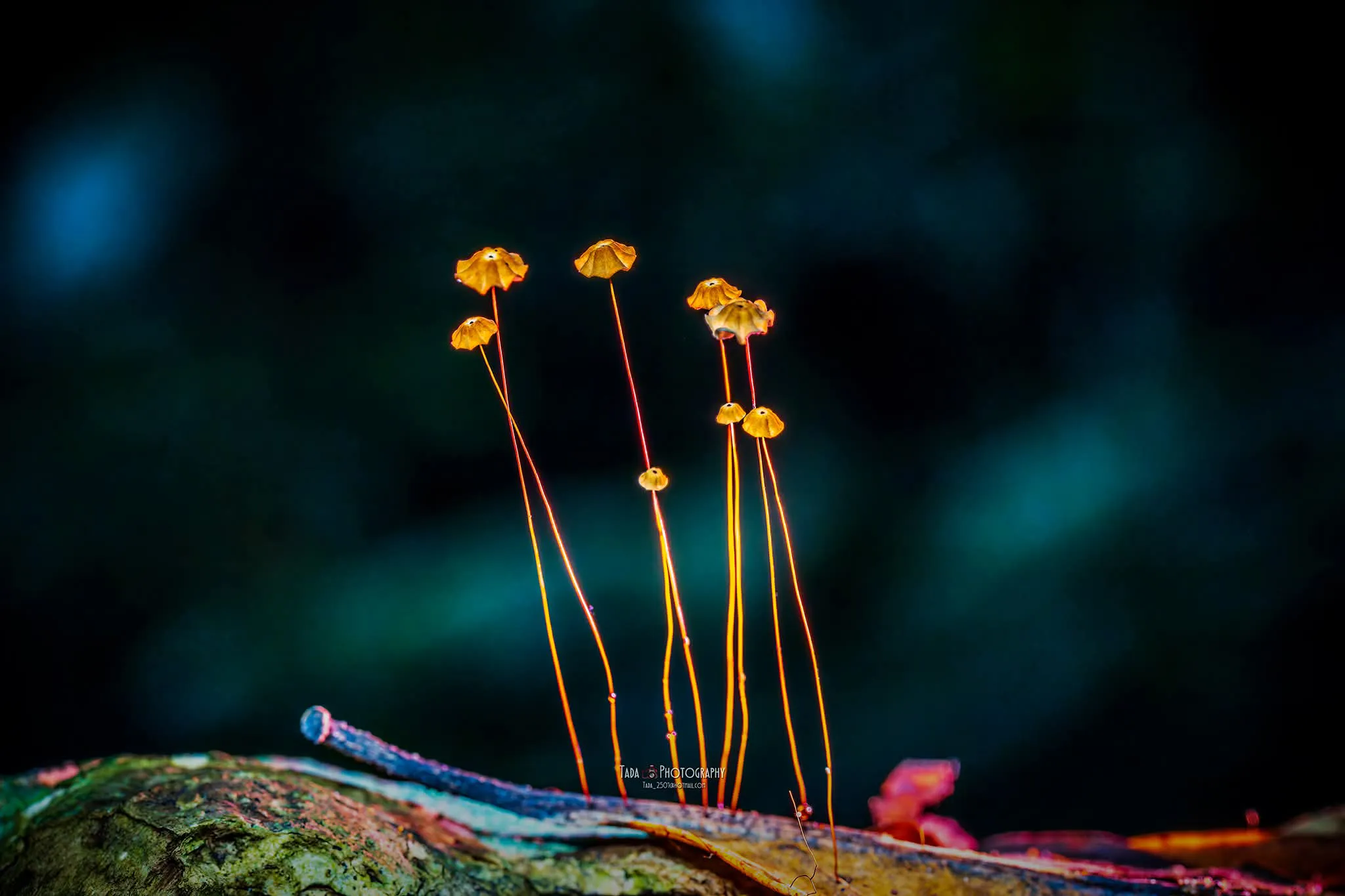 เห็ดร่มสีส้ม-(orange-pinwheel-marasmius)-มีขนาดดอกเห็ดเล็ก-พ