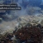 กรมทะเล-โดย-ศวกองทัพอากาศ-ร่วม-atmec-และศูนย์จัดการพื้นที่คุ้มครองห