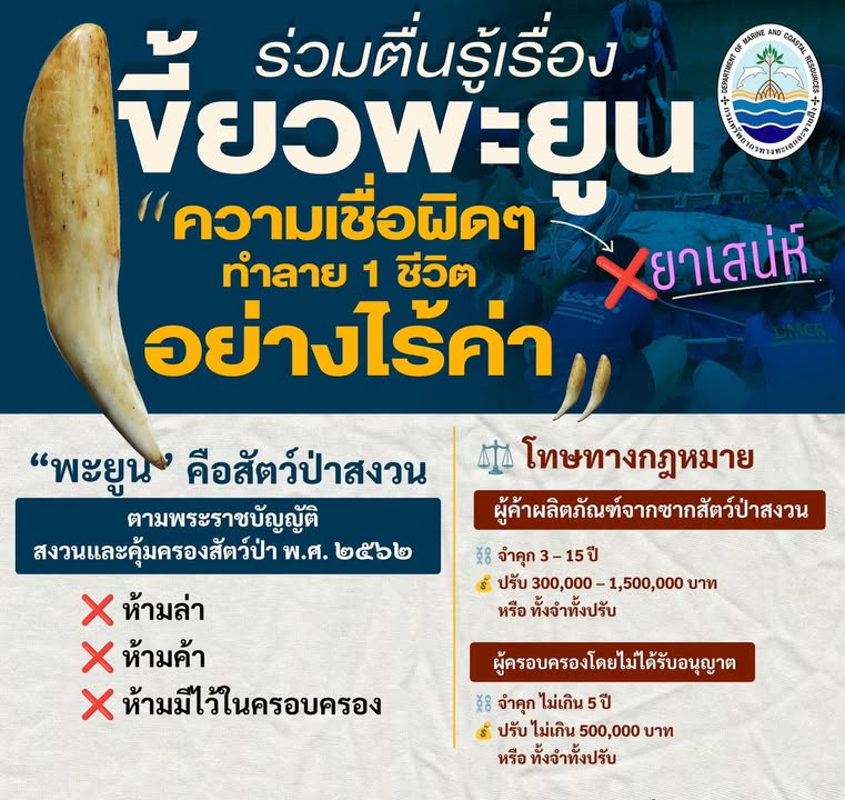 -พะยูน-สัตว์ทะเลหายาก-สมบัติล้ำค่าคู่ทะเลไทย-ห้ามล่า-ห้ามค้