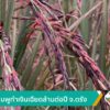 ข้าวสีชมพูทำเงินเฉียดล้านต่อปี-จ.ตรัง-ข่าวใต้แลได้ที่เรา-#t