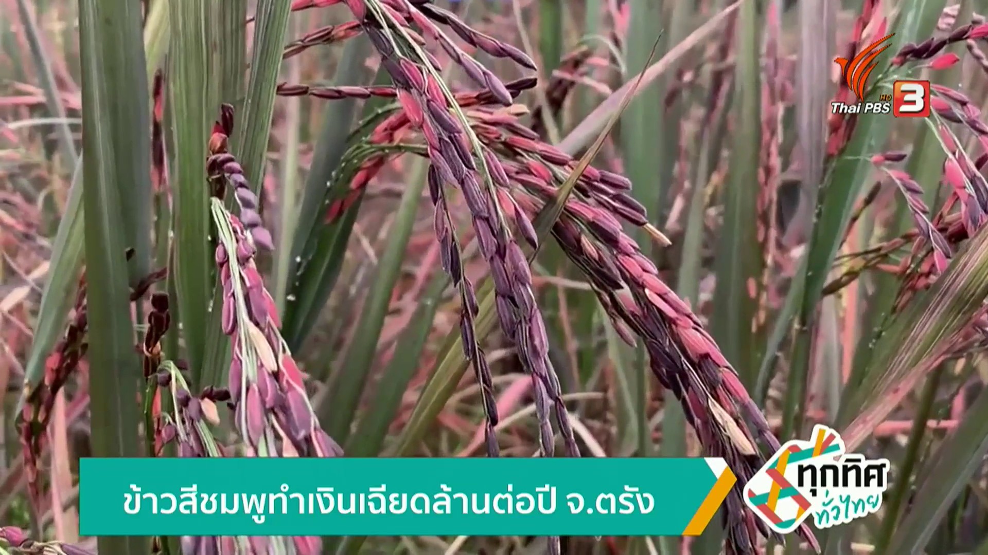 ข้าวสีชมพูทำเงินเฉียดล้านต่อปี-จ.ตรัง-ข่าวใต้แลได้ที่เรา-#t