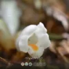 ว่านดอกขาว-พืชในวงศ์ดอกดิน-ใช้วิธีเจริญเติบโตโดยอาศัยรากขอ